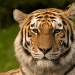 Chamarajanagar: Tiger project completes 50 years successfully