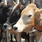 Mangaluru: In the last five years, cow lovers have been relieved