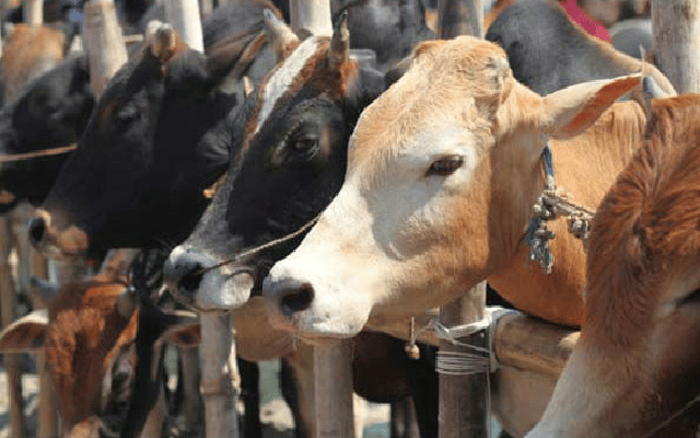 UP CM orders probe into death of 55 cows in Amroha shelter