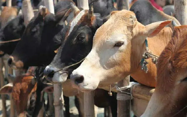 Mangaluru: In the last five years, cow lovers have been relieved