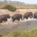 elephantelephant