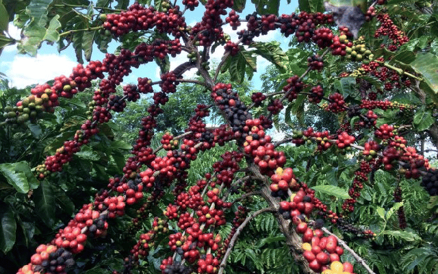 Bengaluru: Coffee growers unhappy with budget