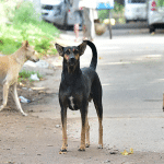 Child sleeping next to mother dies after being attacked by stray dogs