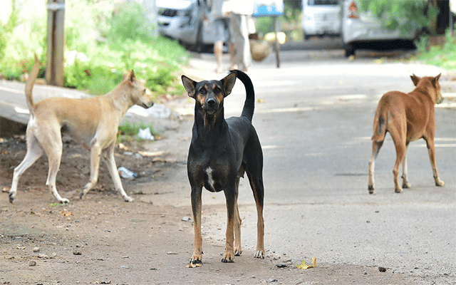 City Corporation begins counting of stray dogs