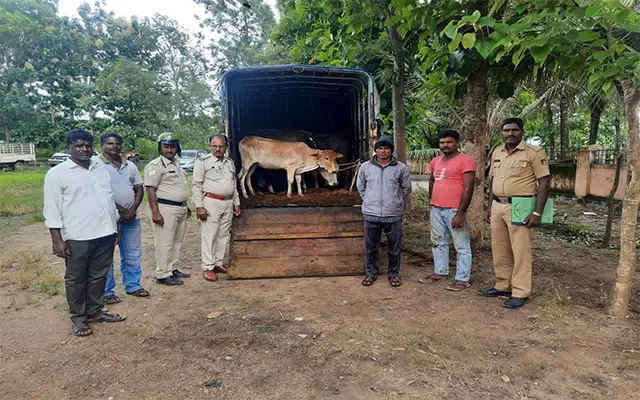 Cattle transported to slaughter house rescued