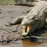 Vijayapura: Giant crocodile found in City, people panicky