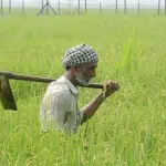 Ramanagara: Farmers reluctant to register crop insurance