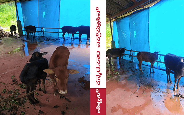 A cow shed at Sneha School