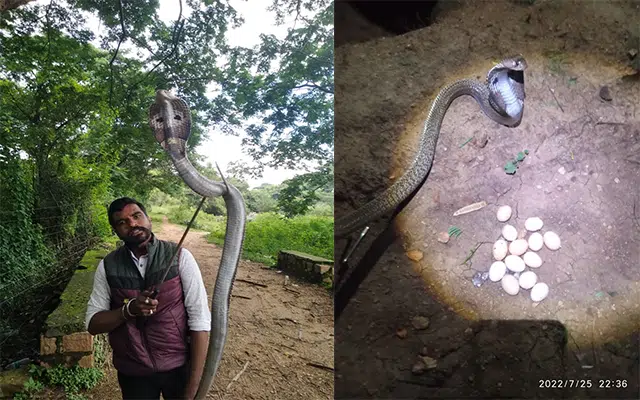 Cobra hatches 13 eggs in Chamarajanagar