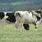 Over 100 cows die due to lumpy skin disease