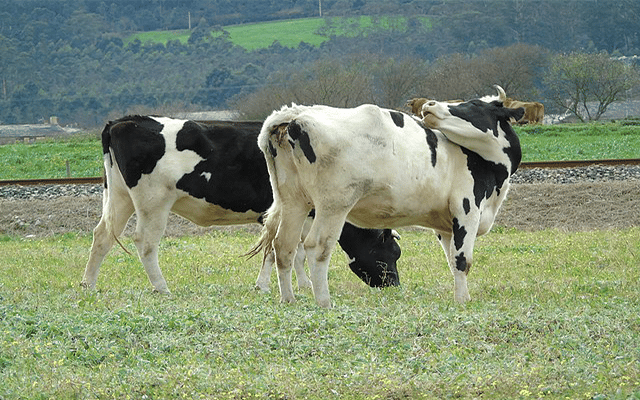 Over 100 cows die due to lumpy skin disease