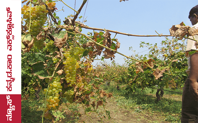 Despite issues, Bijapur’s grape cultivation is expanding annually