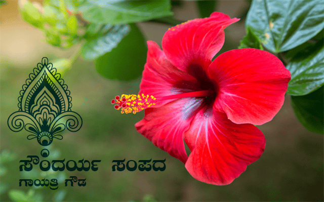 Hibiscus flower relieves hair problems