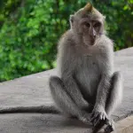 13-day-old baby attacked by monkey in K’taka