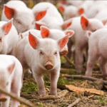 Kerala: Swine flu: Swine flu outbreak begins