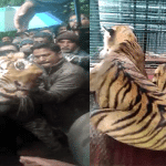Forest officials capture tiger for disturbing farmers' sleep