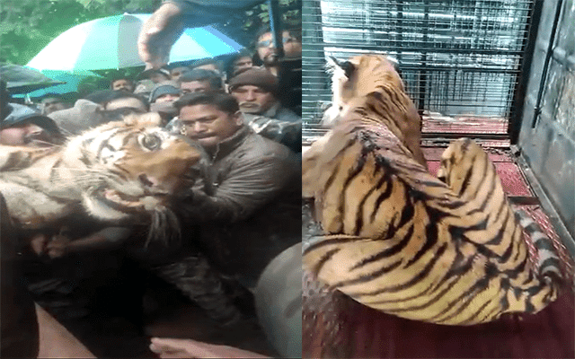 Forest officials capture tiger for disturbing farmers' sleep