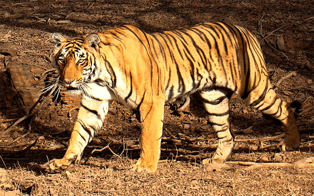 Tiger attacks farmer in Chamarajanagar