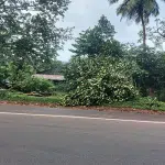 A huge tree that fell on the house