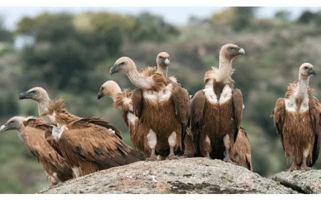 Uttar Pradesh: World's first vulture conservation centre to be inaugurated on September 3