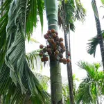 Spraying of medicines due to heavy rains is a big challenge, symptoms of rot in arecanut plantations