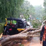 A huge tree fell on a rickshaw and a car damaged due to rain.