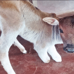 Karwar: Disabled calf born in Kumta