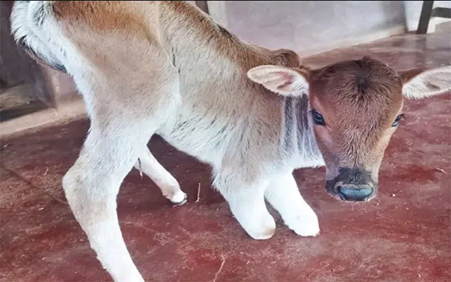 Karwar: Disabled calf born in Kumta