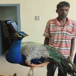 Man arrested for capturing peacock in forest