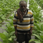 Tobacco crop destroyed due to rains in Periyapatna