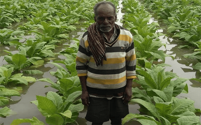 Tobacco crop destroyed due to rains in Periyapatna