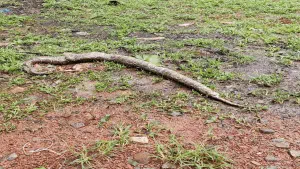Two persons arrested for killing python