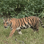 Tiger attacks cattle, goats left to graze in fields 