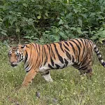 A tiger menace in Bandipur forest has not stopped