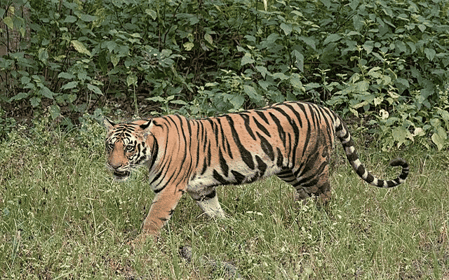 Tiger attacks cattle, goats left to graze in fields 