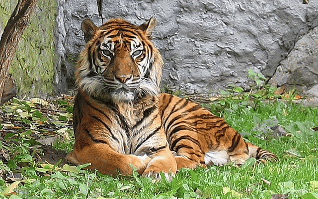 Nanjangud: Tiger spotted, worries villagers of Duggahalli, Shettihalli