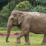 Wild elephant attacks forest watcher