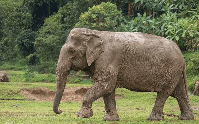 Wildlife lovers unhappy with the death of an elephant in an elephant capture operation
