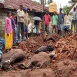 Periyapatna: Three cows killed as wall of house collapses