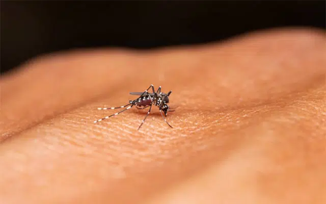 Mysuru: Dengue fever precautionary measures are essential