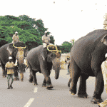 Dasara elephant training begins in Mysuru
