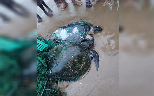 Olive Ridley' sea turtles rescued