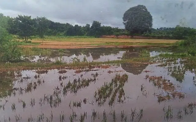 Rain destroys sugarcane, paddy grown by farmers