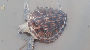 Karwar: A dead Green Sea turtle was found on Devbagh beach in Karwar.