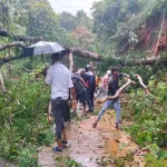 Bantwal: A huge tree fell on the road and disrupted traffic.