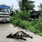 Karwar: Private bus collides with cow, locals protest