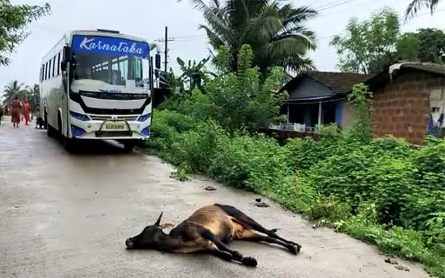 Karwar: Private bus collides with cow, locals protest