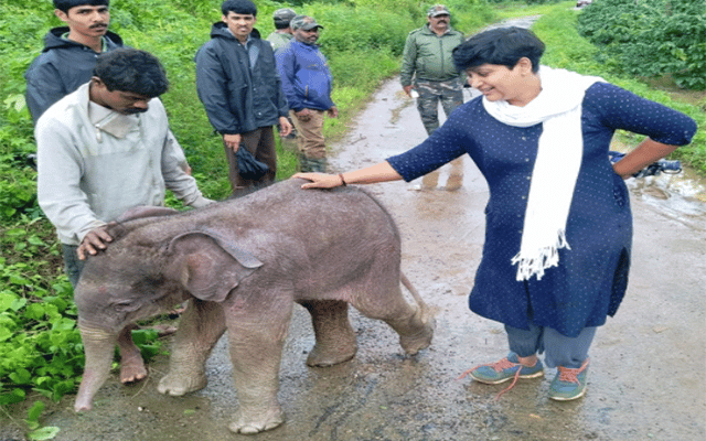 Elephant calf rescued