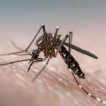 What needs to be done to get rid of dengue disease?