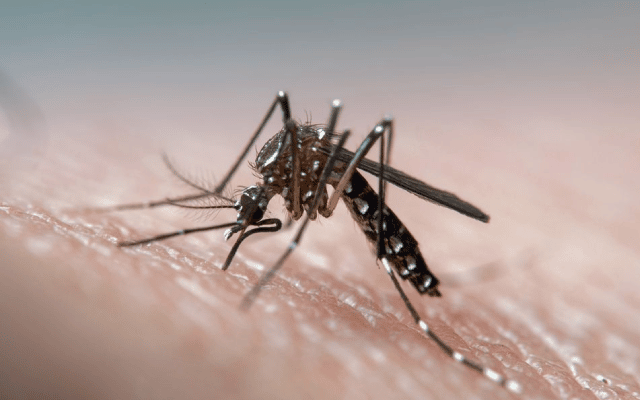 What needs to be done to get rid of dengue disease?